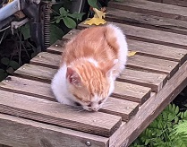 ���b�N�V�b�v�E�J���^�[�r��