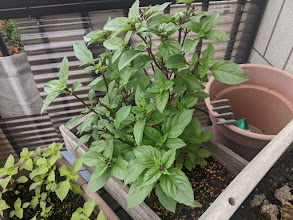 ���b�N�V�b�v�E�J���^�[�r��