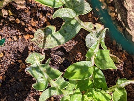 ���ނƂ̓����A�ӂ����сi���b�N�V�b�v�E�J���^�[�r���j