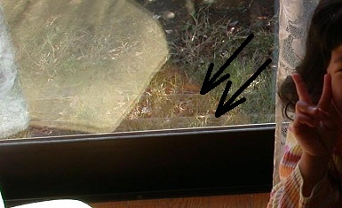 ���b�N�V�b�v�E�J���^�[�r��