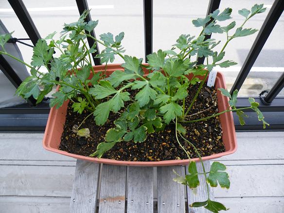 ���b�N�V�b�v�E�J���^�[�r��