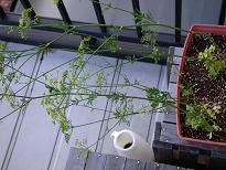 ���b�N�V�b�v�E�J���^�[�r��