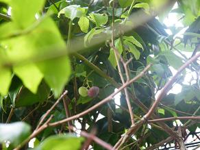 ���b�N�V�b�v�E�J���^�[�r��