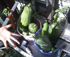 ���b�N�V�b�v�E�J���^�[�r��