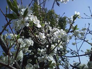 ���b�N�V�b�v�E�J���^�[�r��