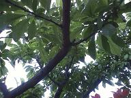 ���b�N�V�b�v�E�J���^�[�r��