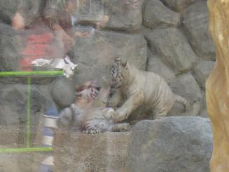 ���b�N�V�b�v�E�J���^�[�r��