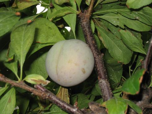 ���b�N�V�b�v�E�J���^�[�r��