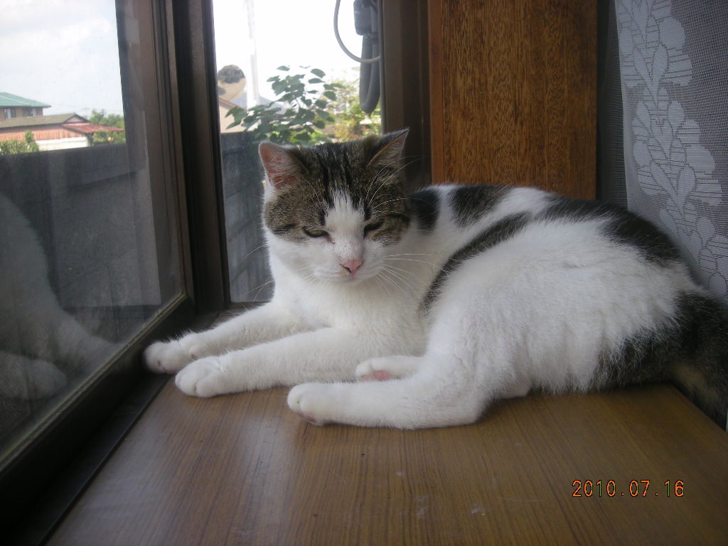 �����灕�����̓k�R���L