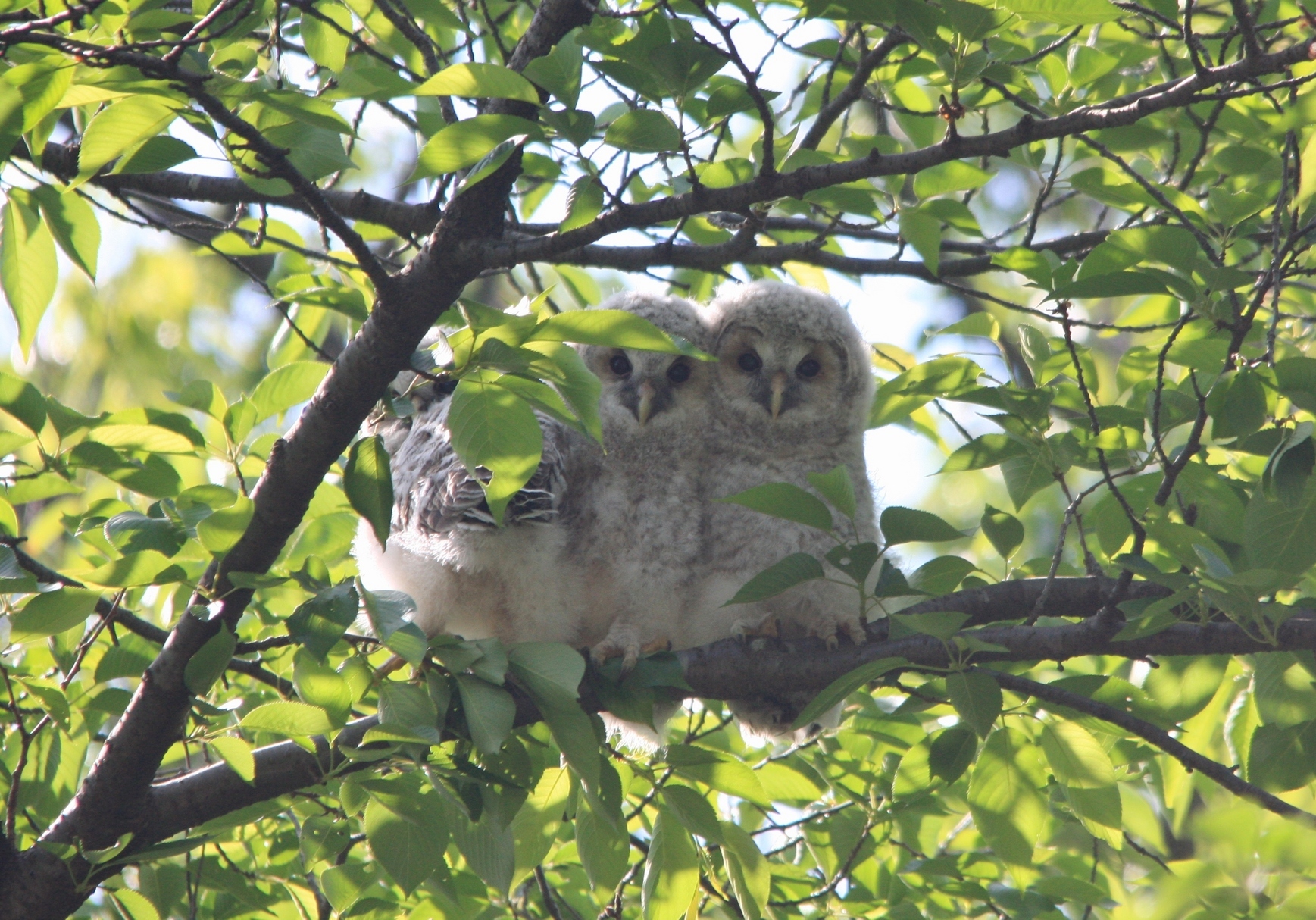 �����灕�����̓k�R���L