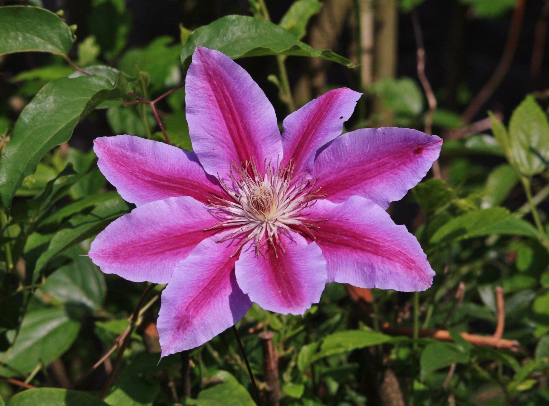 �����灕�����̓k�R���L