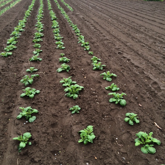 �Ԃ�Ԃ�ӂ�ӂ�