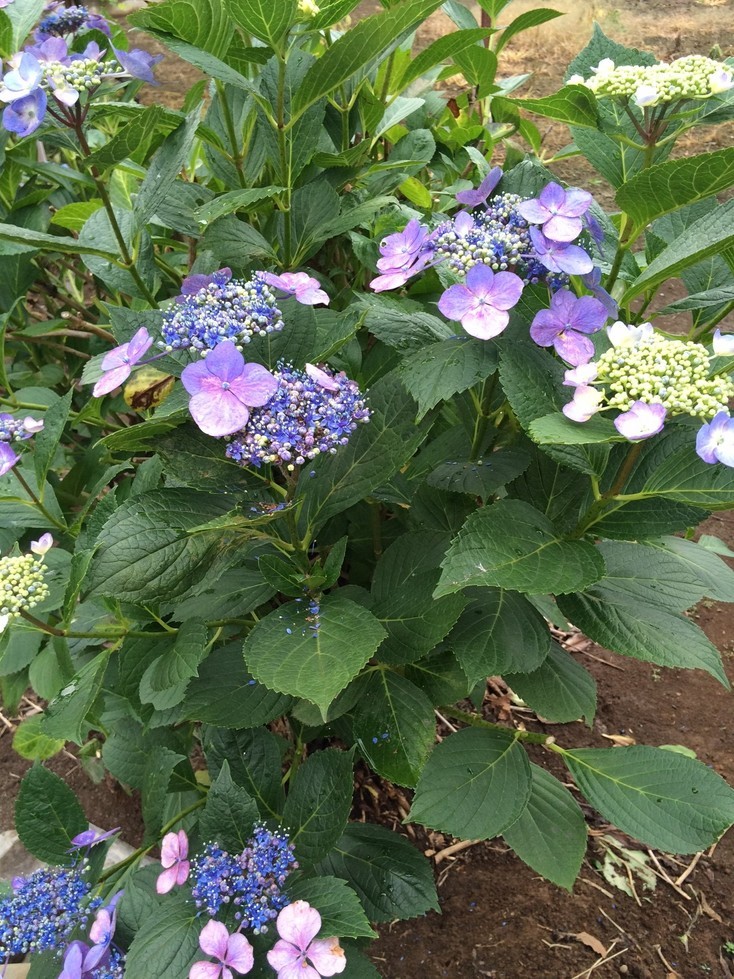 �Ԃ�Ԃ�ӂ�ӂ�