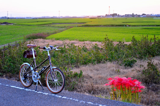 �˂��˂��ɂ�