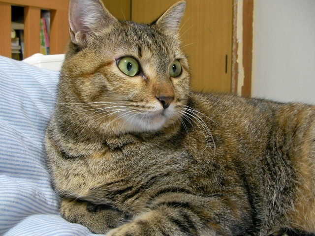 �˂��˂��ɂ�