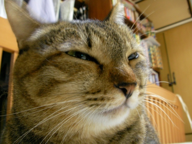 �˂��˂��ɂ�