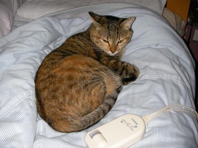 �˂��˂��ɂ�