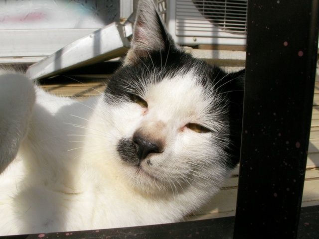 �˂��˂��ɂ�