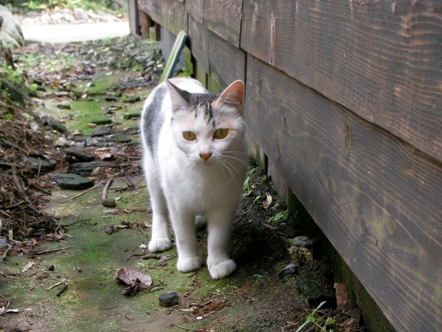 �˂��˂��ɂ�