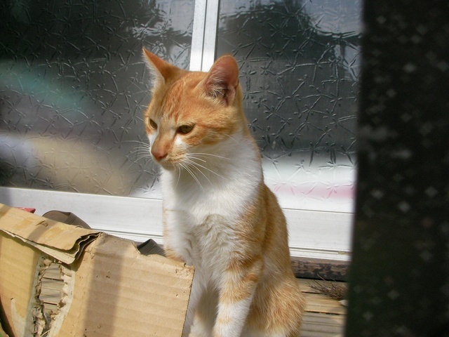 �˂��˂��ɂ�