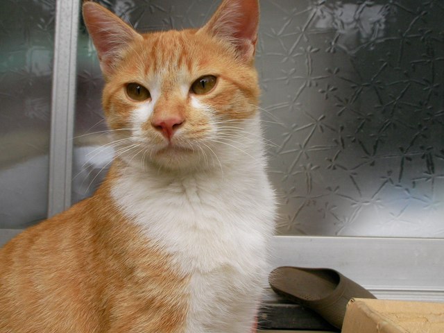 �˂��˂��ɂ�