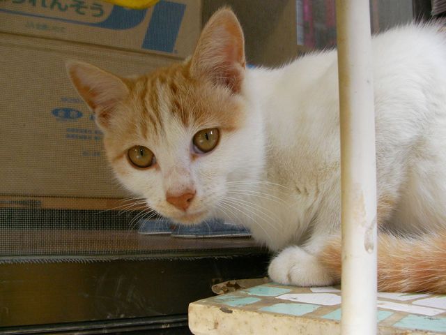 �˂��˂��ɂ�