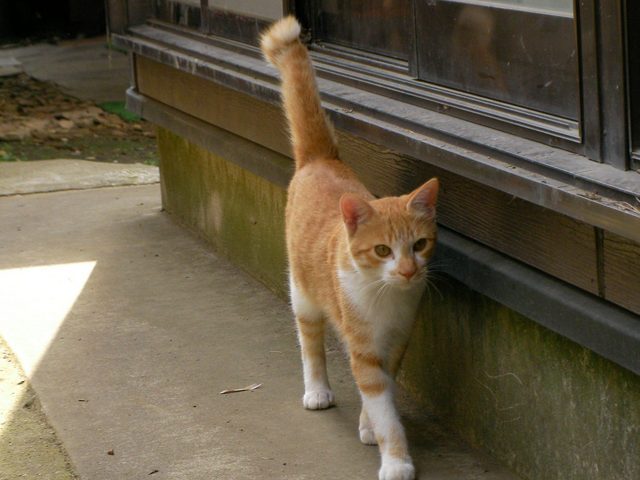 �˂��˂��ɂ�