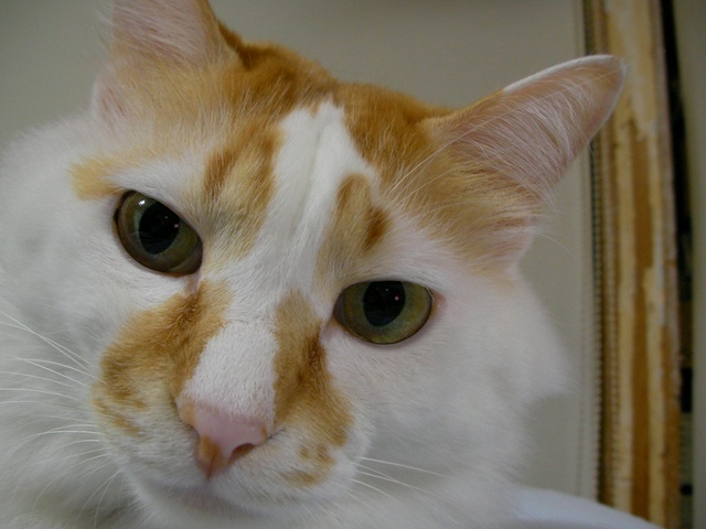 �˂��˂��ɂ�