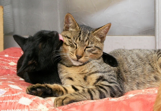 �˂��˂��ɂ�