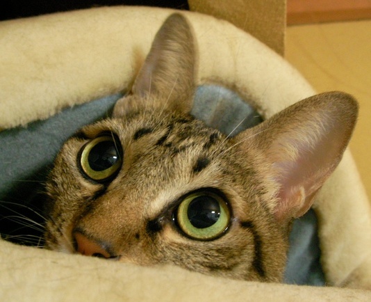 �˂��˂��ɂ�