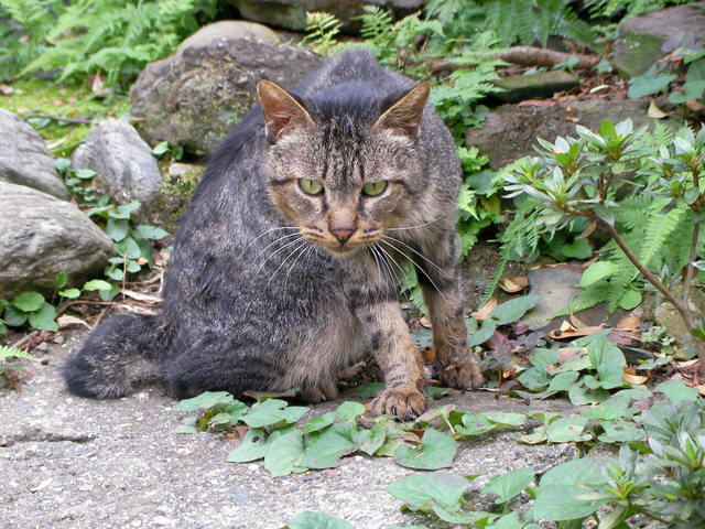 �˂��˂��ɂ�