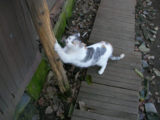 �˂��˂��ɂ�