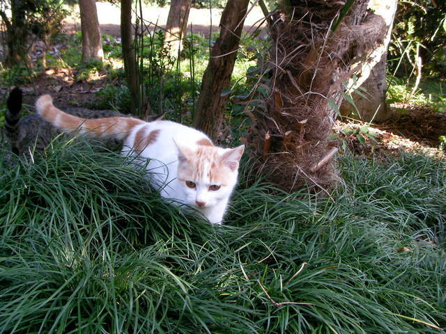 �˂��˂��ɂ�