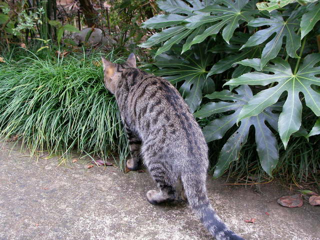 �˂��˂��ɂ�