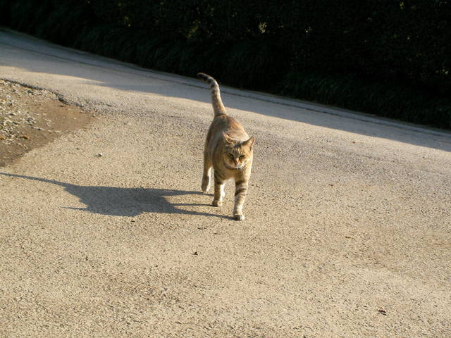 �˂��˂��ɂ�