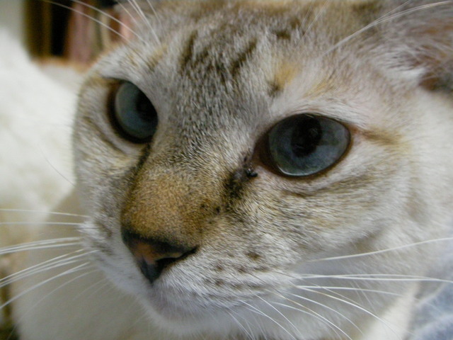 �˂��˂��ɂ�