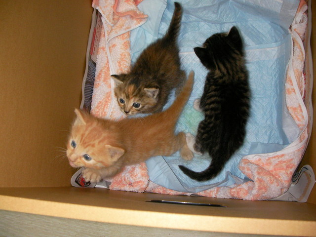 �˂��˂��ɂ�