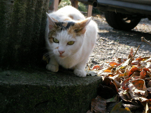 �˂��˂��ɂ�