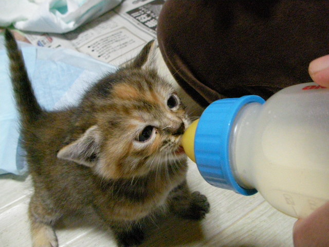 �˂��˂��ɂ�