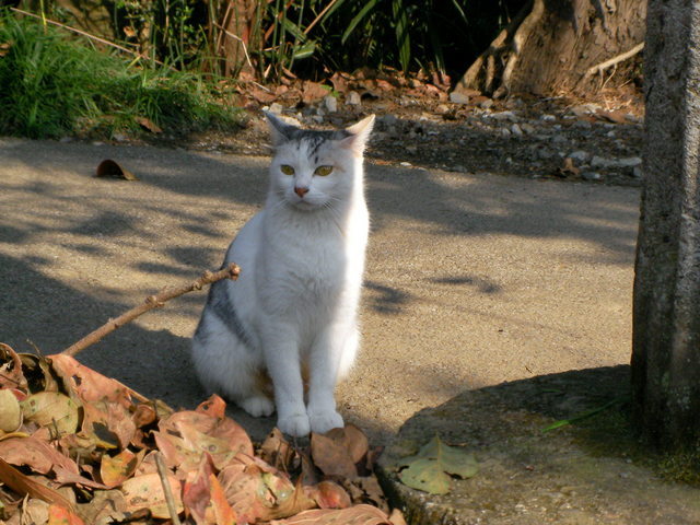 �˂��˂��ɂ�