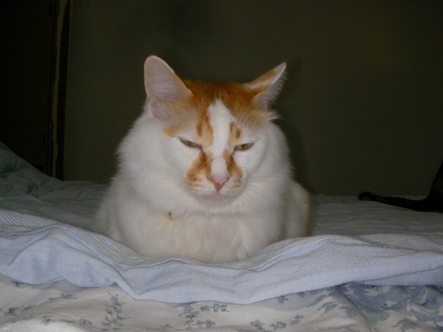 �˂��˂��ɂ�