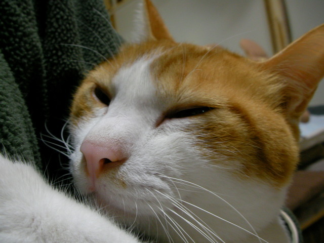 �˂��˂��ɂ�