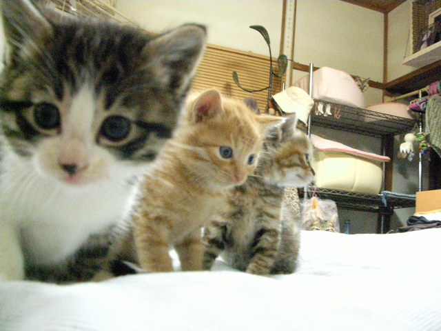 �˂��˂��ɂ�