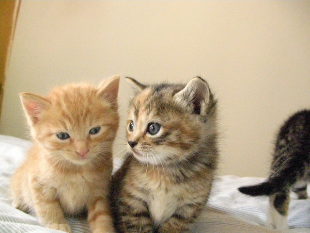 �˂��˂��ɂ�