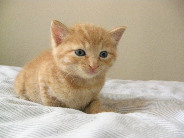 �˂��˂��ɂ�