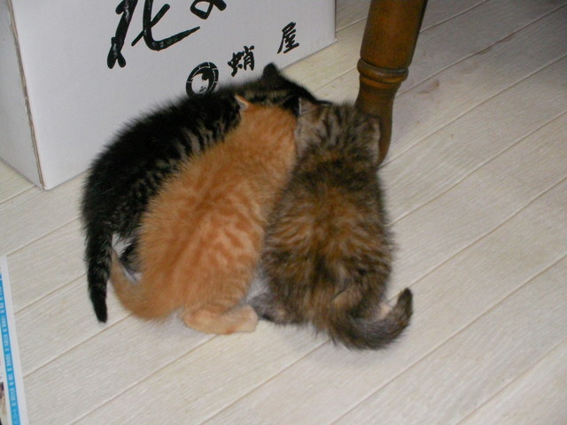 �˂��˂��ɂ�