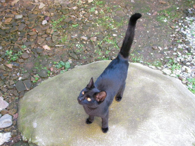 �˂��˂��ɂ�