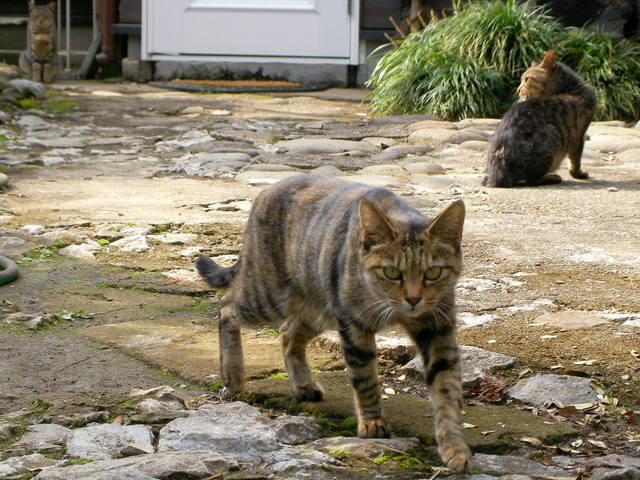 �˂��˂��ɂ�