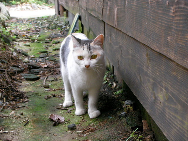 �˂��˂��ɂ�