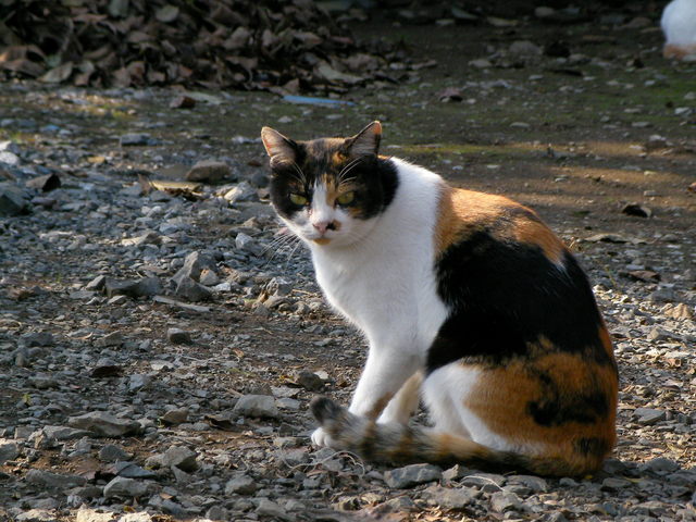 �˂��˂��ɂ�